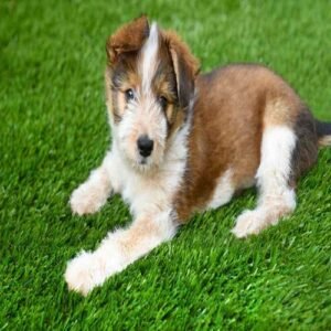 artificial-grass-for-dogs-cost