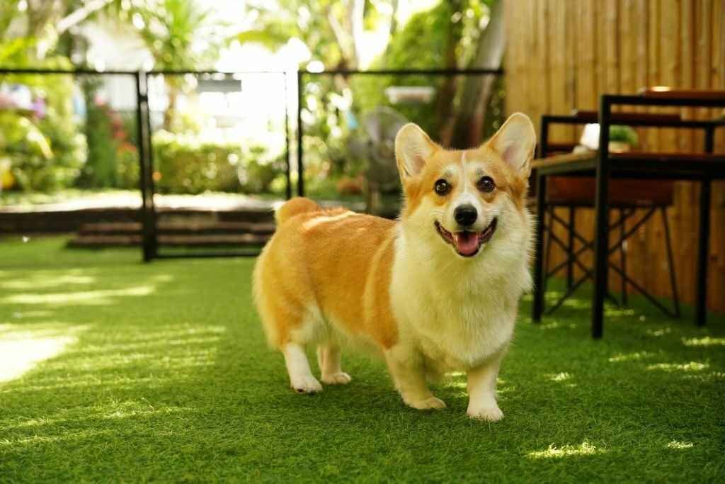 artificial-grass-for-dogs