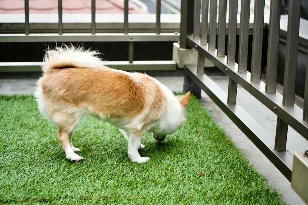 artificial-turf-for-pets