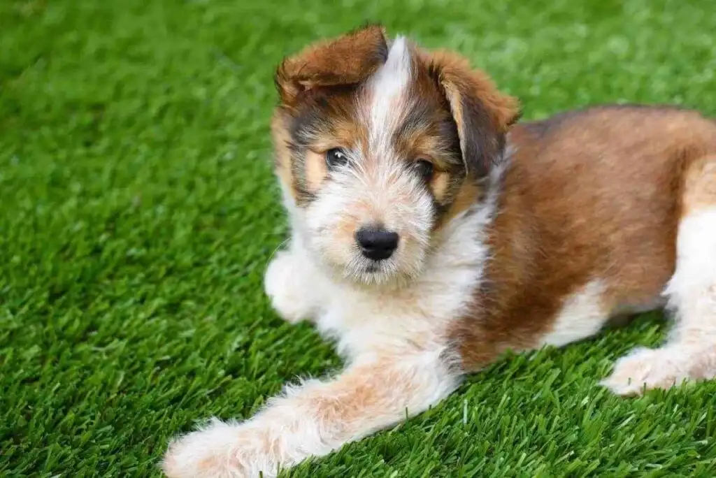 Artificial grass carpet for dogs